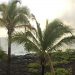 ココナッツとは？ハワイ文化との関係や現地で増えた理由を簡単に紹介